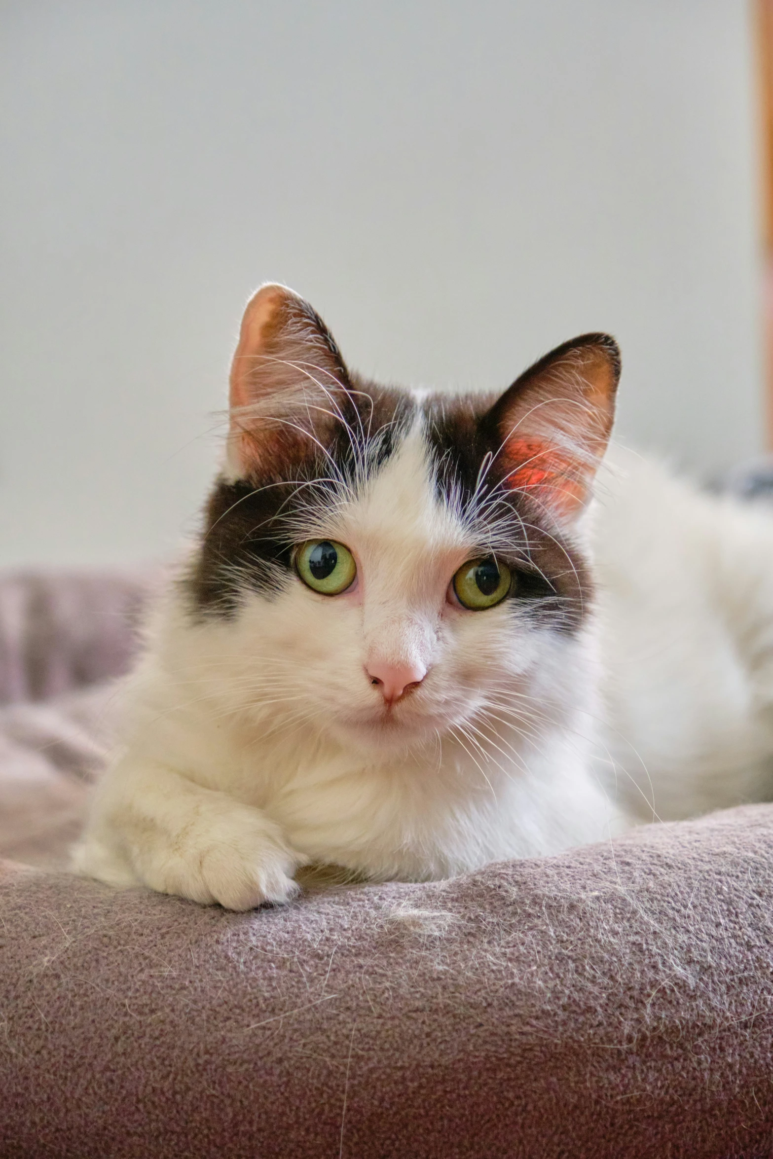 a close up of a cat laying down on a bed