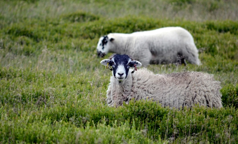 the sheep are in a field of green grass