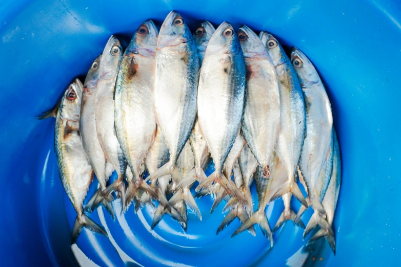 a group of fish on a blue bowl with a plastic fork