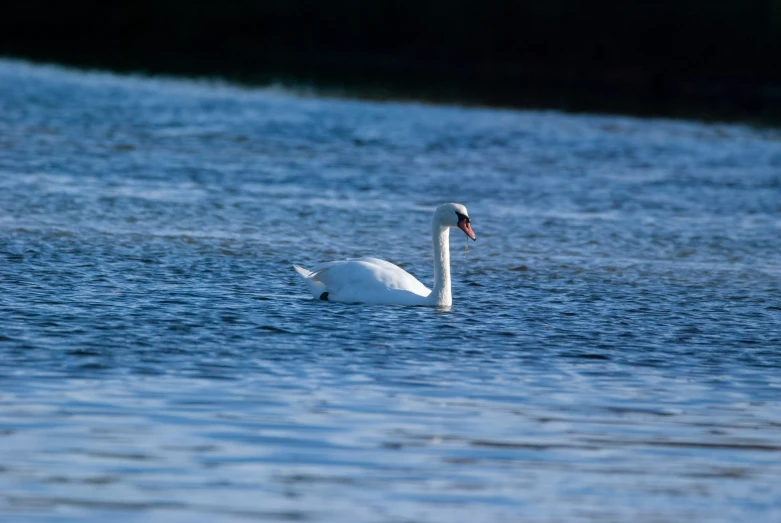 a white swan swims through the water