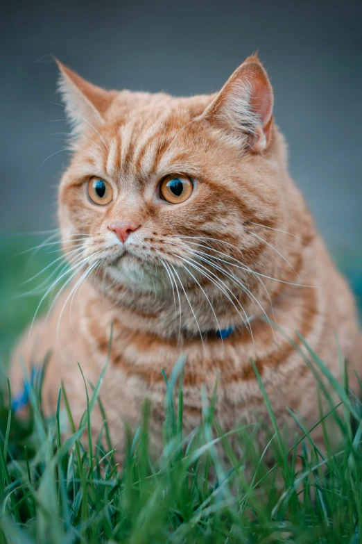 orange cat sitting in the grass with his head looking sideways
