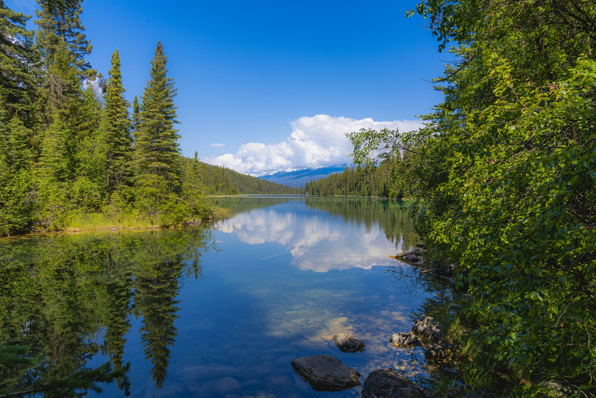 there is a lake surrounded by many green trees