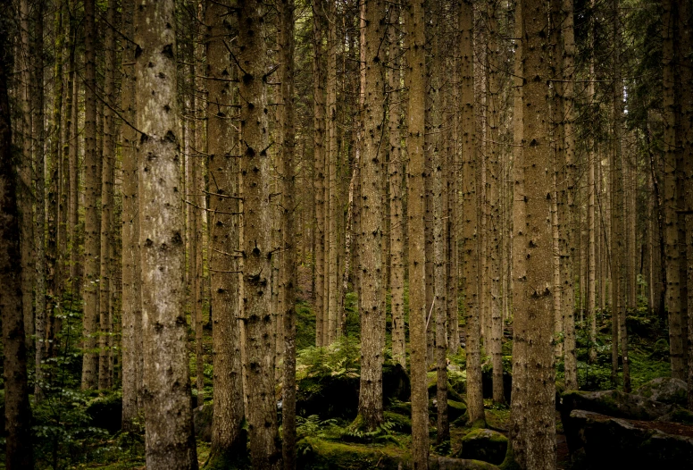 a tree filled forest filled with lots of trees