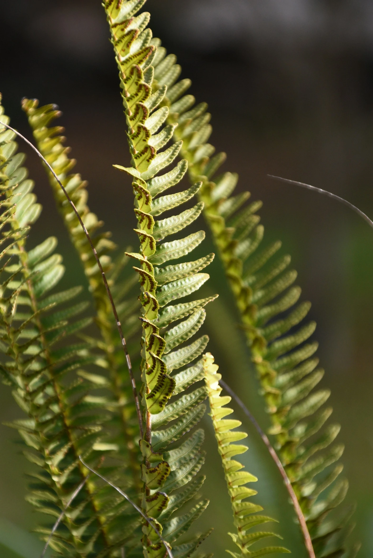 the underside view of a fern plant with lots of green leaves