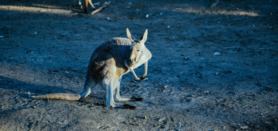 the kangaroo has been sitting on the ground