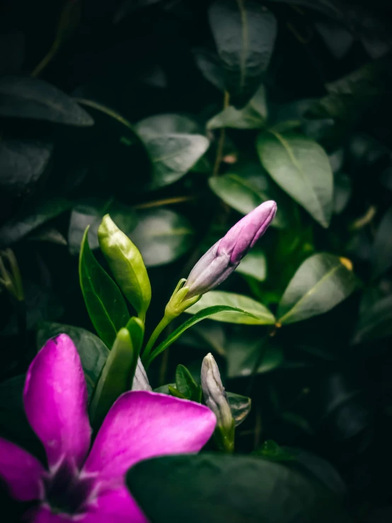 an orchid with bright purple petals next to a bush of leaves