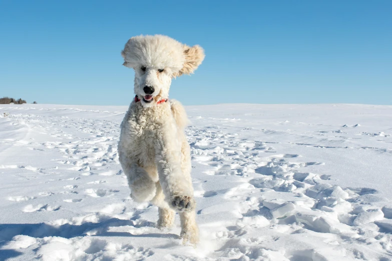 a white dog running through the snow on a clear day