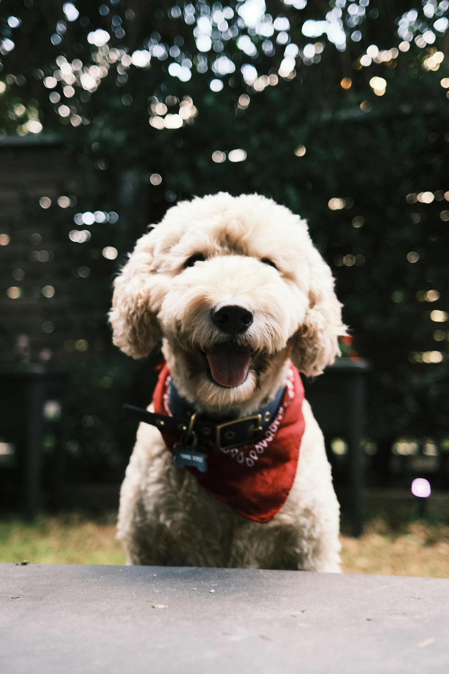 a dog with a red bandana on is looking up