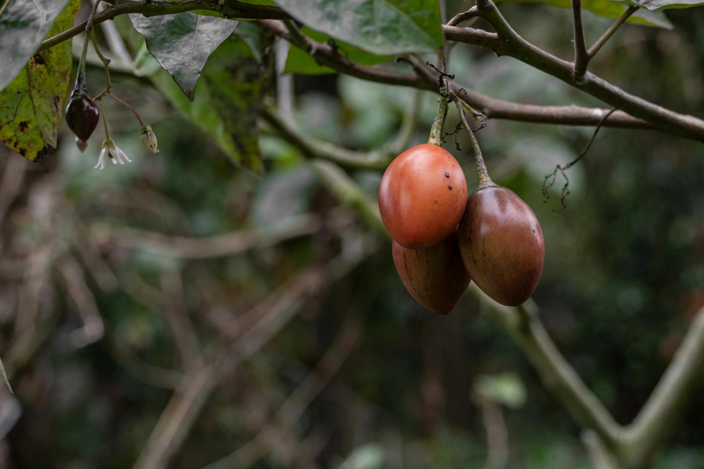 two fruits are hanging on the tree nches