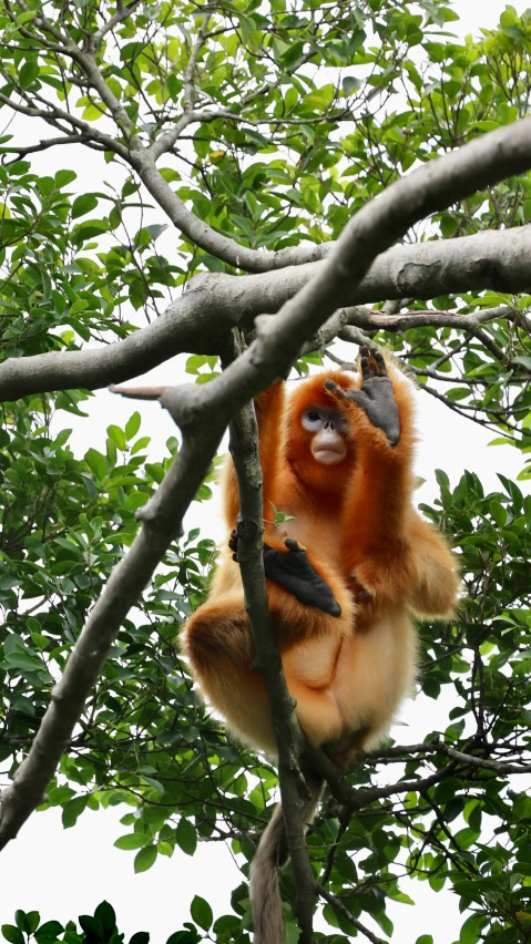 an orange and black animal sitting on the nches of a tree