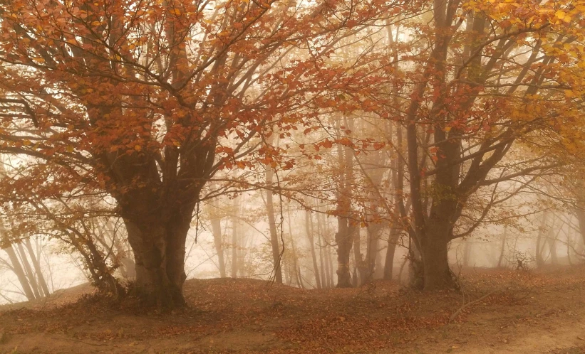 foggy weather in an autumn forest with trees