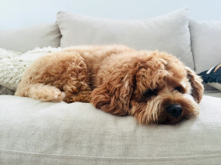 the dog is sleeping on the couch next to the pillows