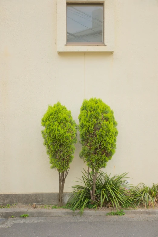 two trees are next to the corner of a building