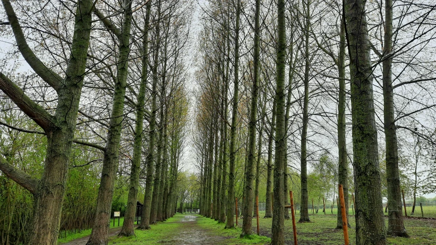 an open dirt path through a group of trees