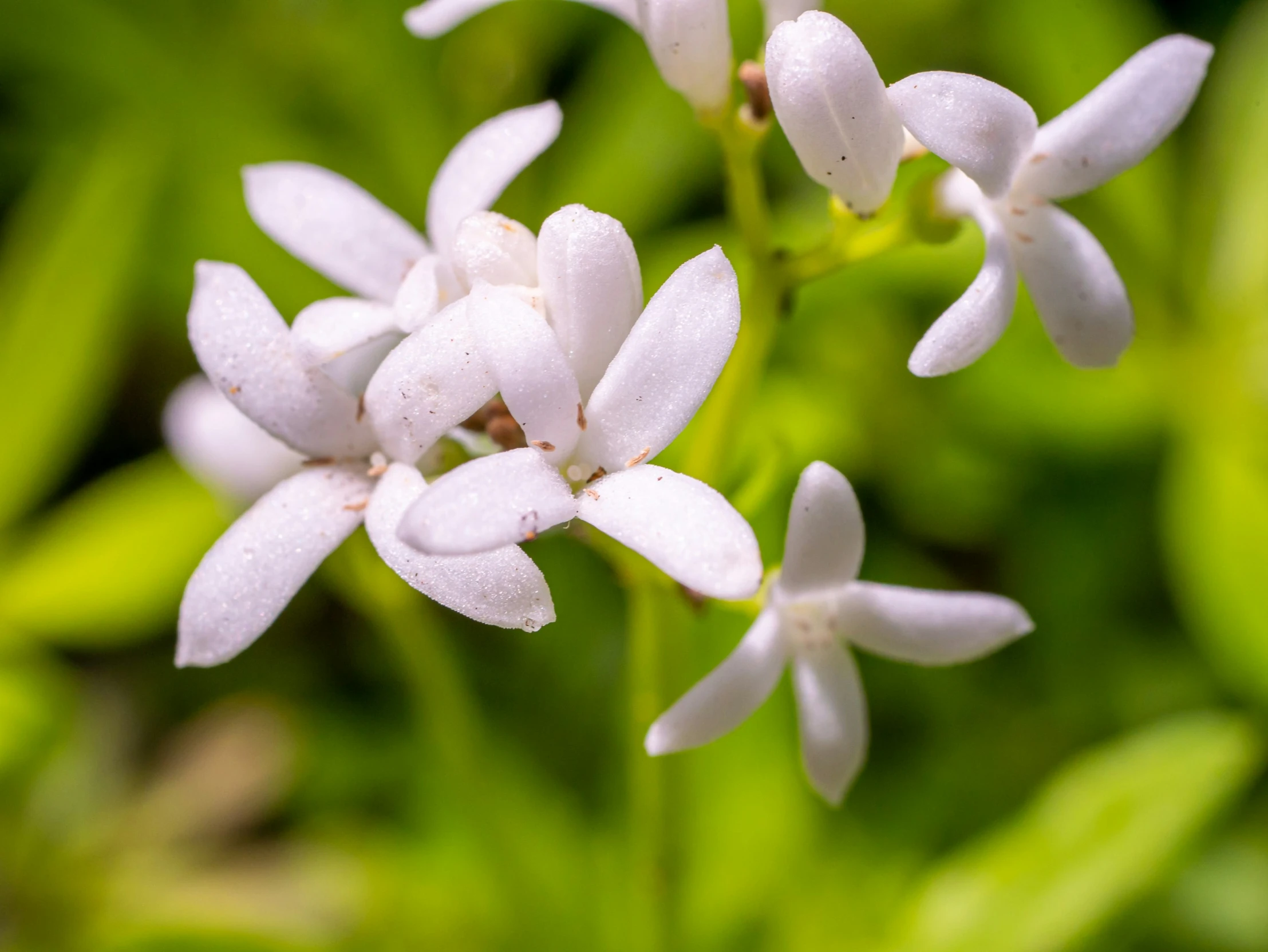 an image of some white flowers close up