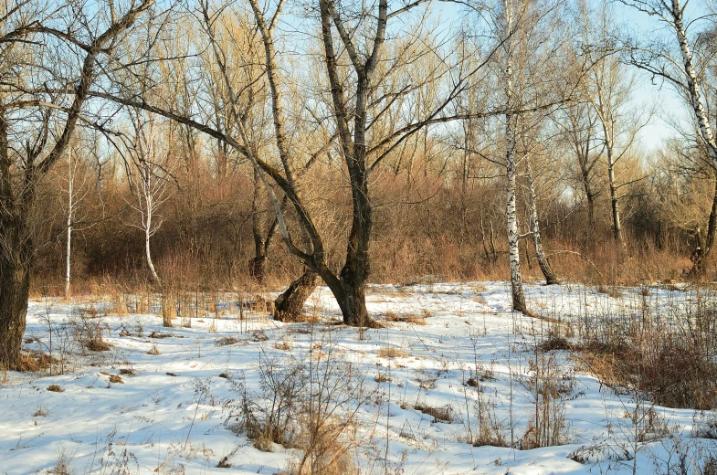 snow is covering a tree trunk and grassy area