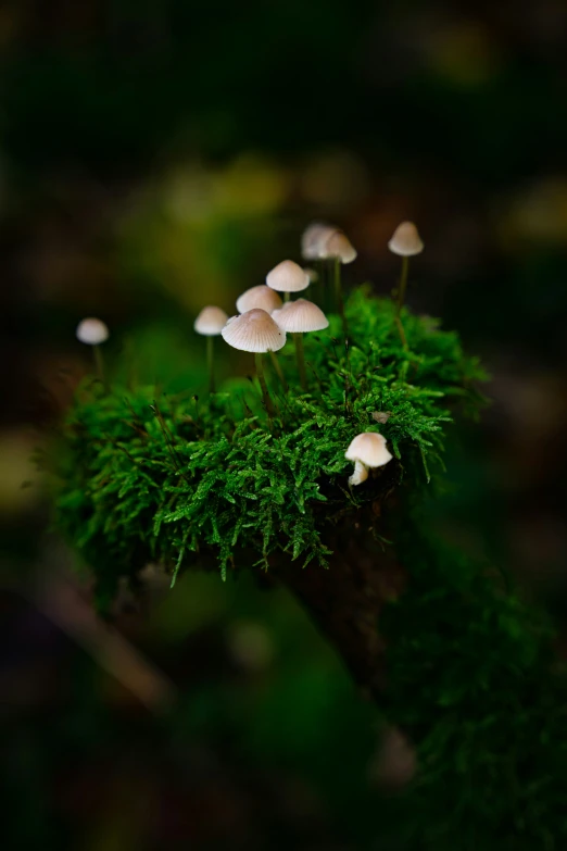 a small group of mushrooms on a tree nch