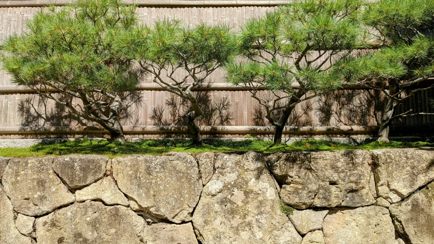 some tree nches are growing on top of the wall