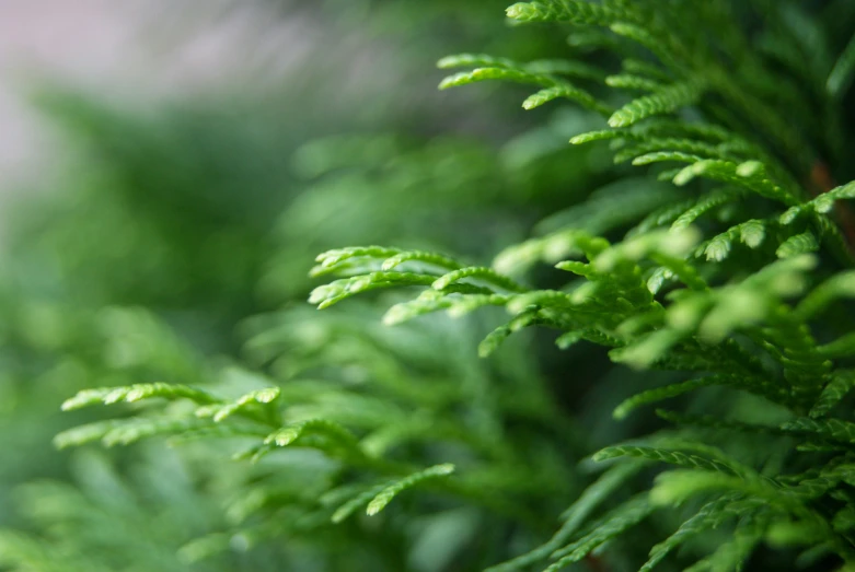 green leaves with a blurry background