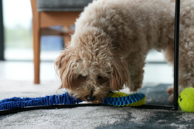 a brown dog chews on a ball on the floor