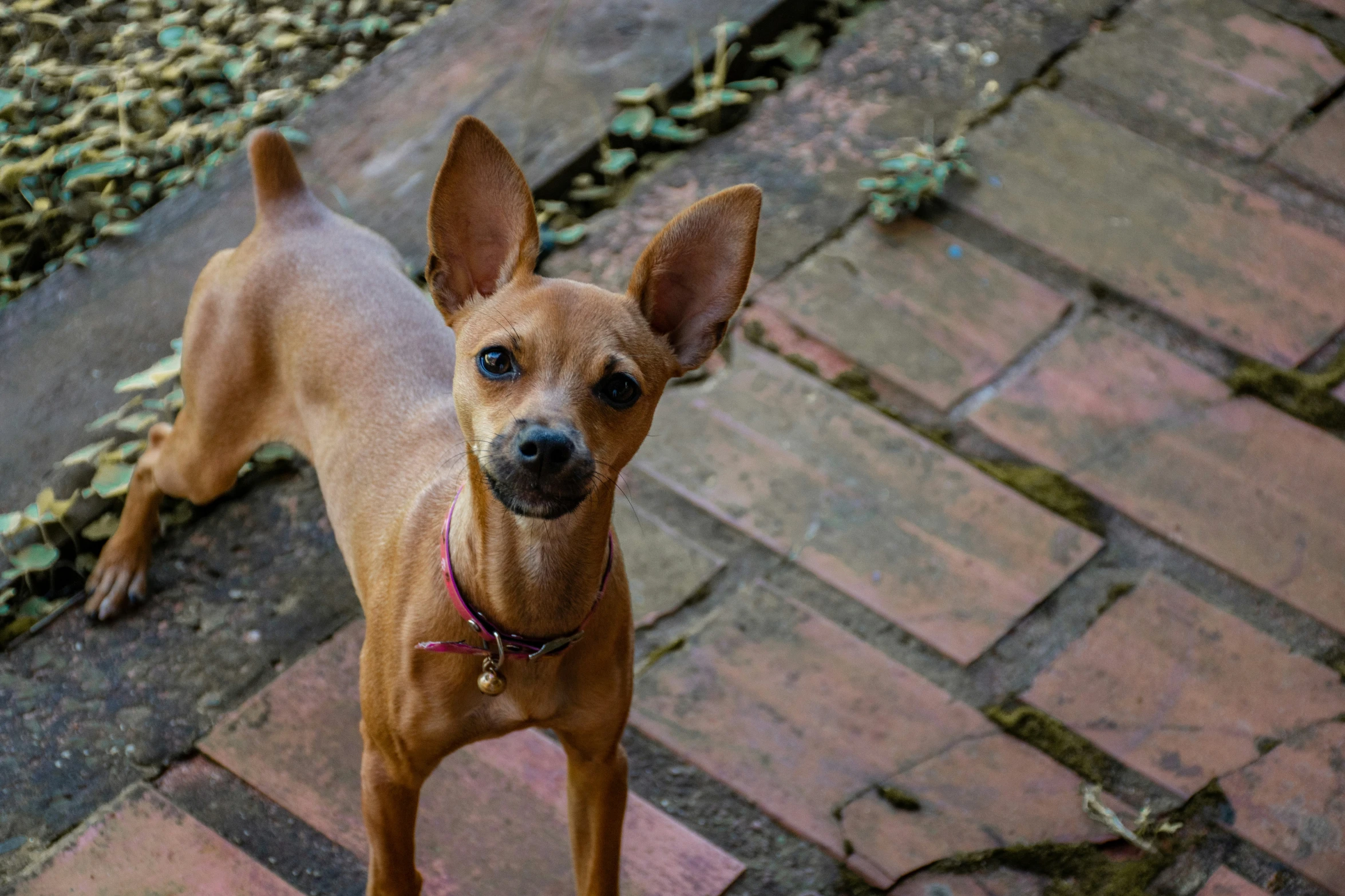 a small dog standing on brick pavers