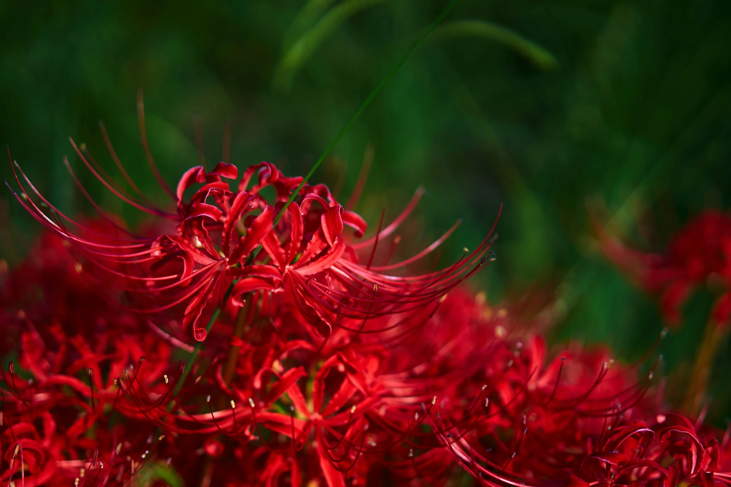 a bush is full of red flowers in the sunlight