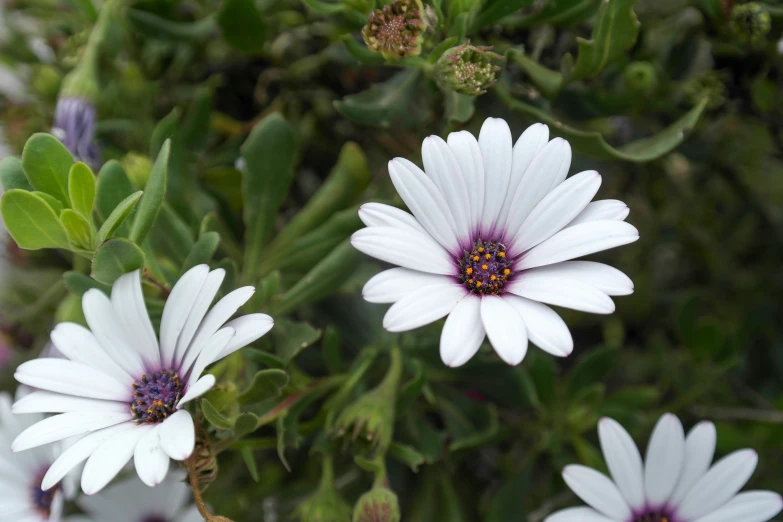 three white flowers on a plant with some green leaves