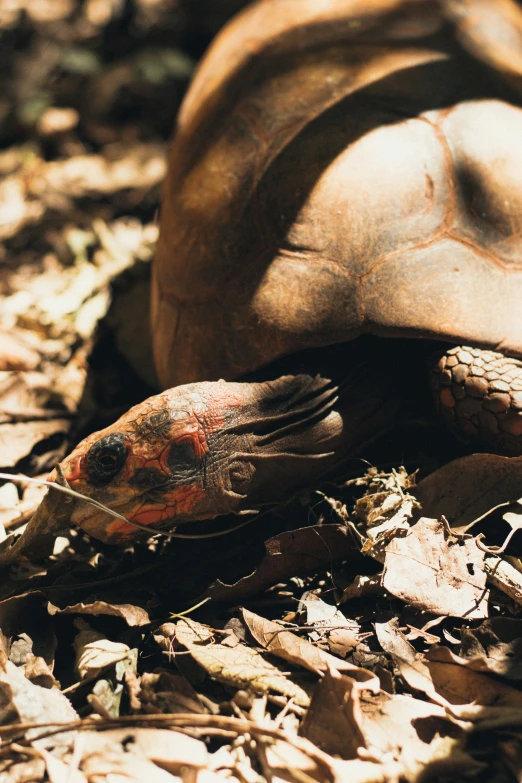 a close up view of an animal on the ground