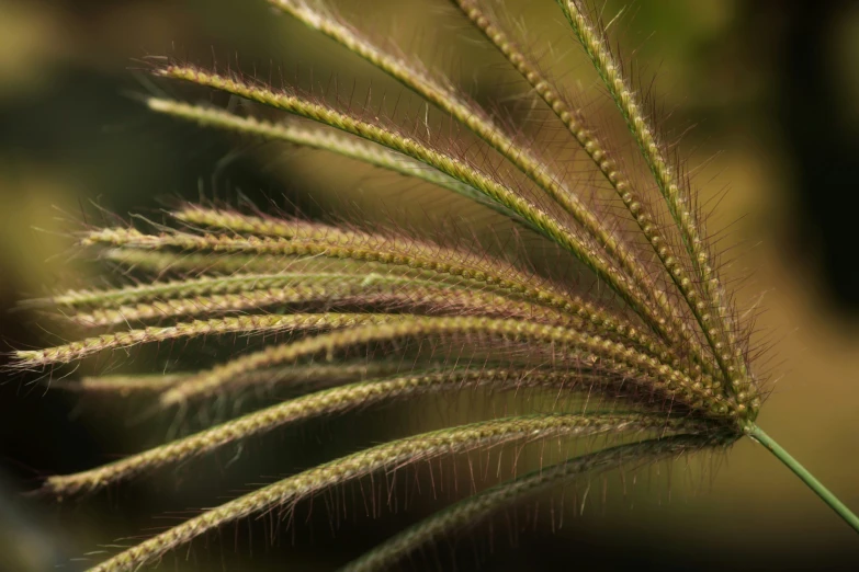 an abstract po of a grass stem