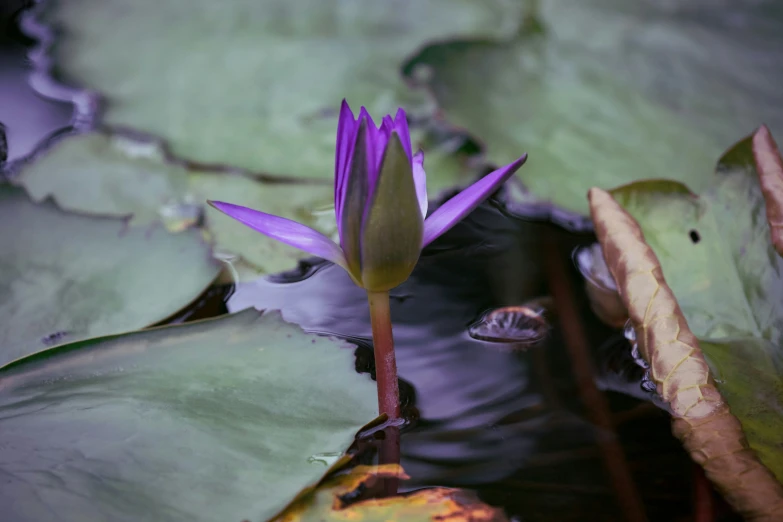 purple water lily in a small pool of water