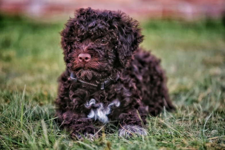 a brown dog is sitting in the grass