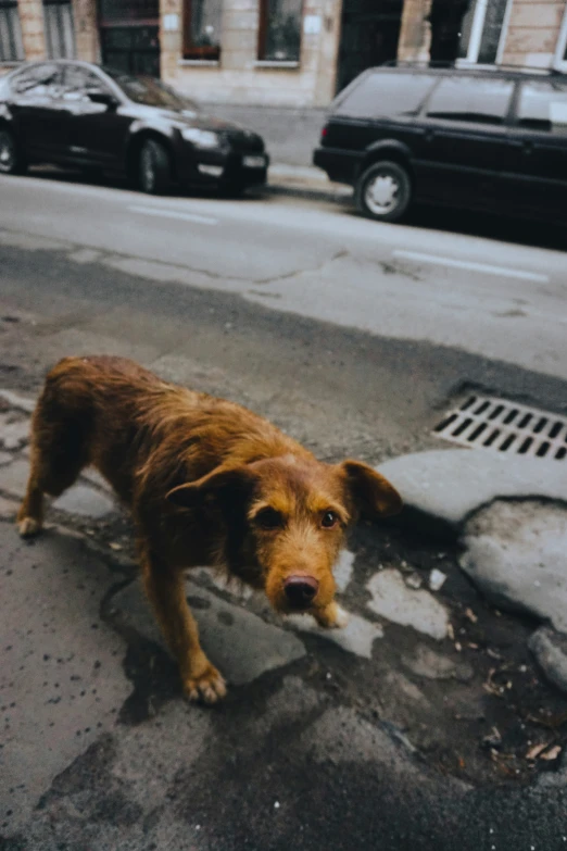a large brown dog standing on top of a sidewalk