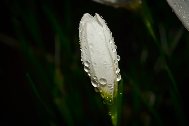 there is a white flower that has some water on it