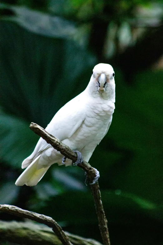 a large white parrot perched on top of a tree nch