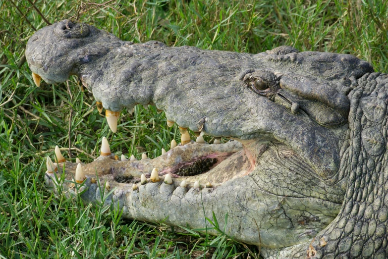 an alligator is in the grass with its teeth