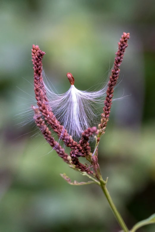 a close up of a very strange flower