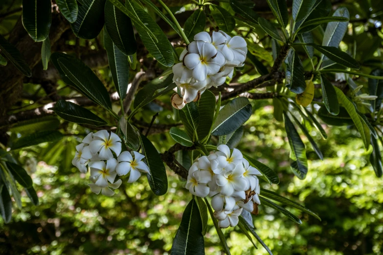 a group of white flowers that are on a tree