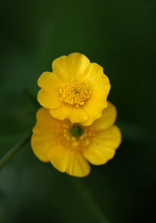 the bright yellow flower is blooming in the field