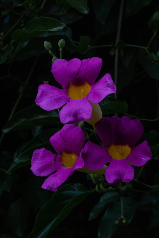 three purple flowers sitting beside green leaves