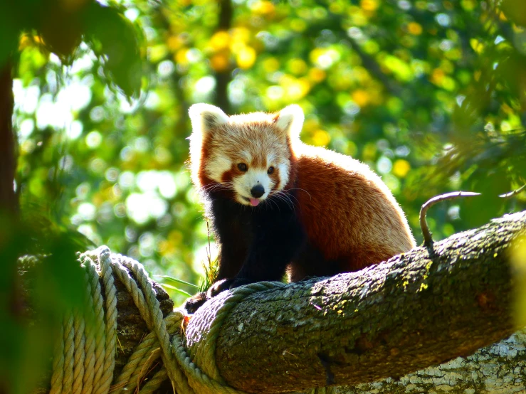 a red panda that is sitting on a nch