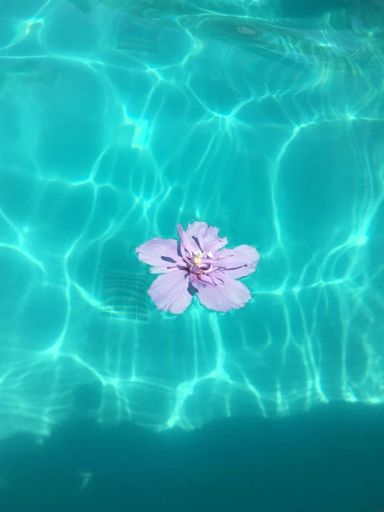 a flower is floating in the water near some sand