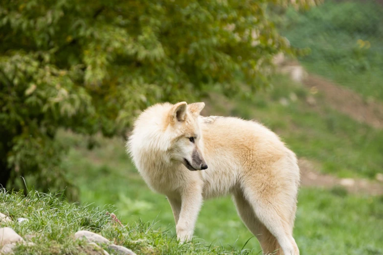 a white and brown furry dog standing on a grassy hill