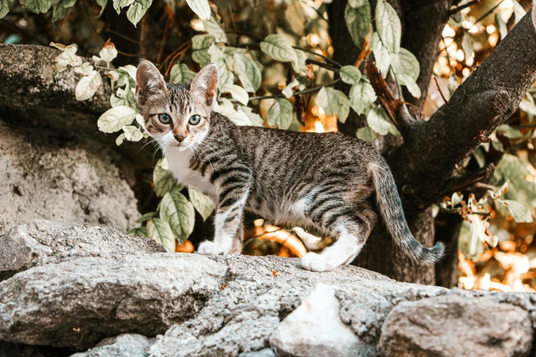 a small kitten walking on some rocks by a tree