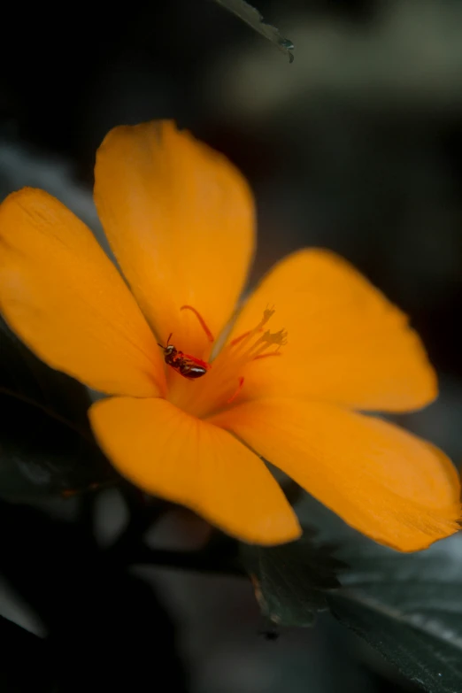 a bee on the yellow flower and insect on it