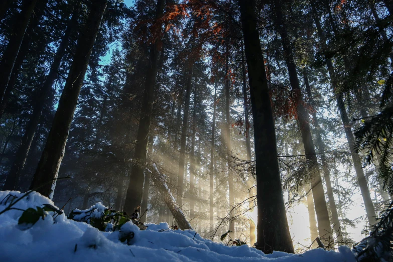 sunlight in the forest, on top of snow