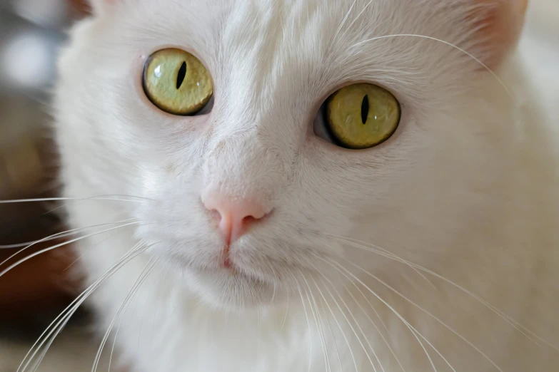 a white cat with green eyes and big yellow eyes