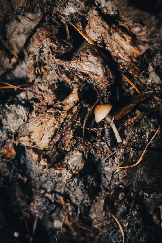 several snails crawling on the ground next to a tree