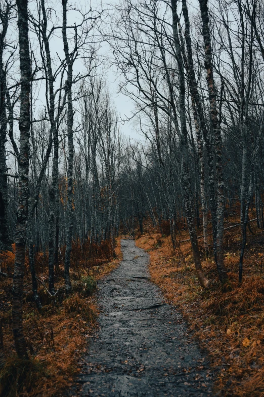 an empty path surrounded by bare trees is on a cloudy day