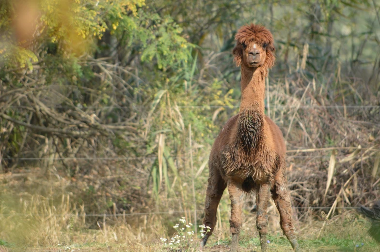 an animal with brown hair standing in front of some bushes and trees