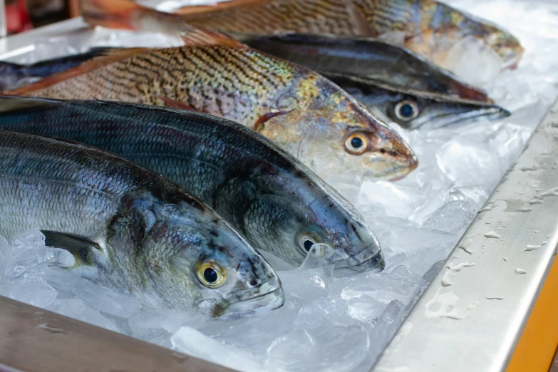 some fish laying on ice on a table